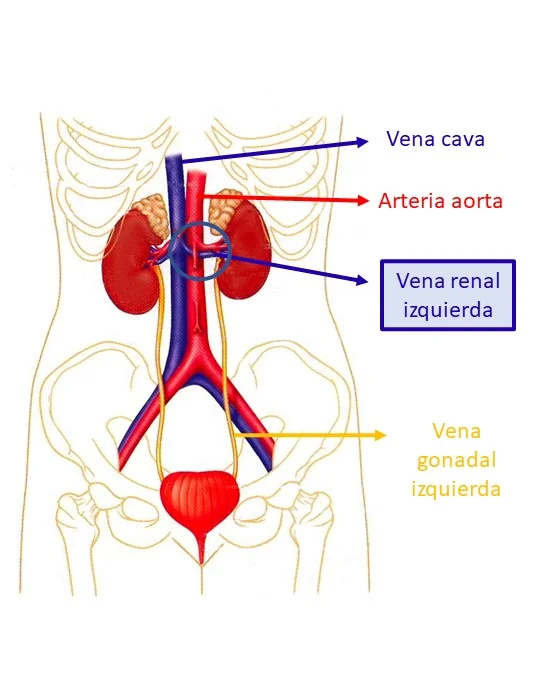 cascanueces venas y arterias