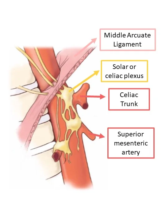 imagen aorta